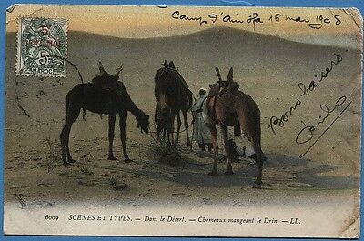 CPA MAROC: SCENES ET TYPES - Dans le Désert - Chameaux mangeant le Drin / 1908