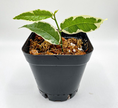 Ficus radicans 'Variegata' (2.5") /Creeping Fig / Terrarium Plant / Houseplant 2