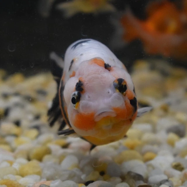 Live Calico Ranchu Fancy Goldfish (4" Freshwater Aquarium Fish) *PLS READ DESCR* 3