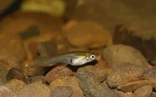 10 Live Gambusia Mosquito Fish (Koi Pond) Aquarium Feeder Fish Hardy Guppy