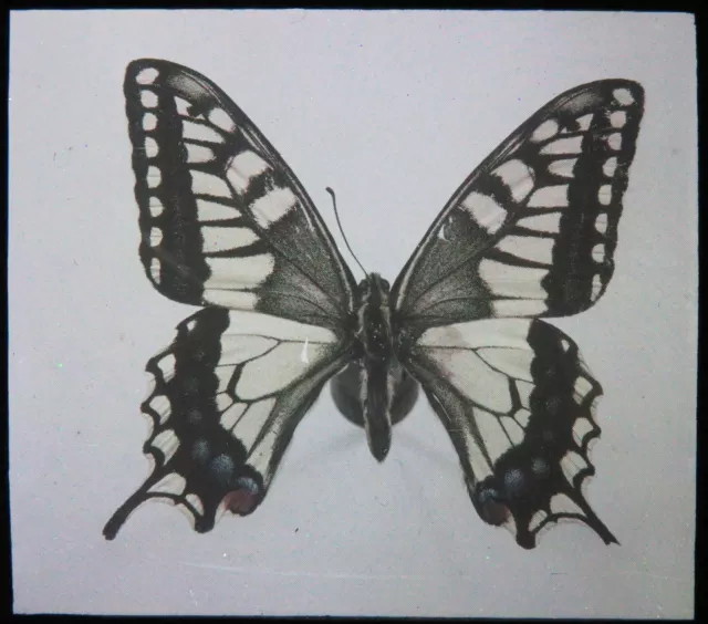 Antike magische Laterne Rutsche ~ Oregon Schwalbenschwanz Papilio Oregonius Schmetterling