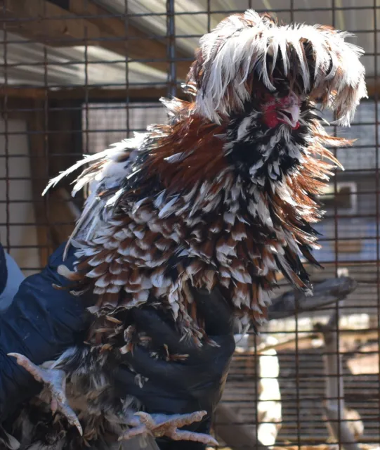 Ships this week! Tolbunt Polish Hatching Eggs- 12+ Eggs-50 % Chance of Frizzle-