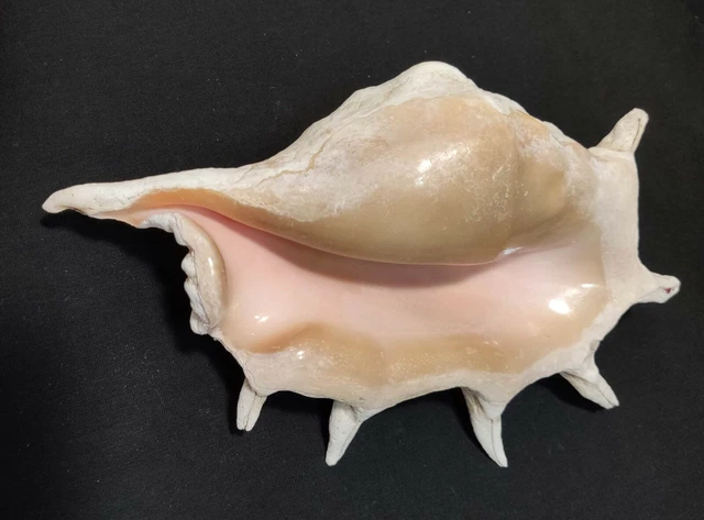 SEA SHELL Lambis arachnoides 250 mm F+++, conchology EUR 71,44