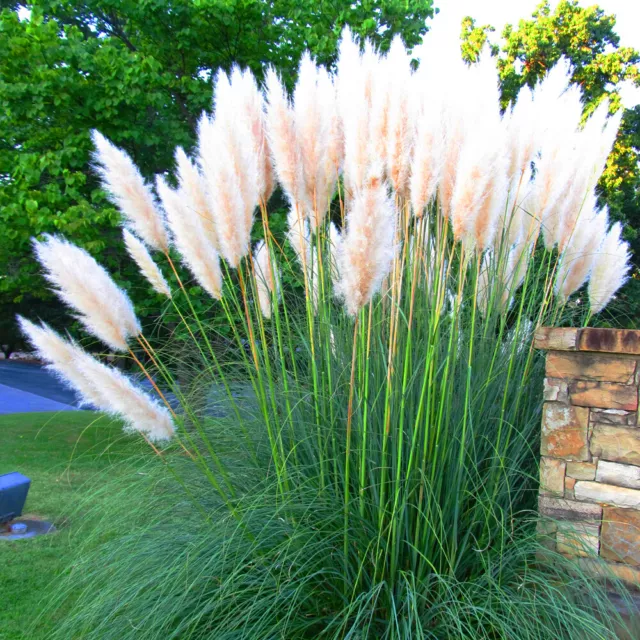 1 X White Alba Cortaderia Selloana Pampas Grass Pumila Tall Feathery Decorative