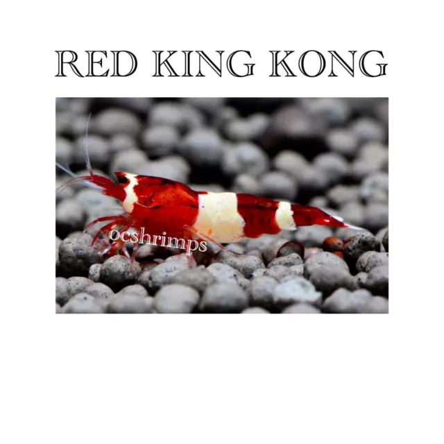 9+(1 Free) Red King Kong Freshwater Caridina Aquarium Live Shrimp