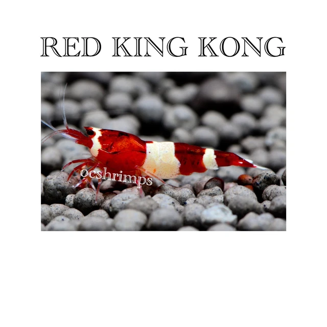 9+(1 Free) Red King Kong Freshwater Caridina Aquarium Live Shrimp