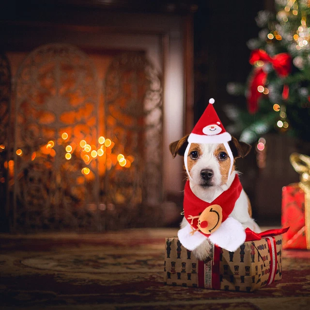 Weihnachtshutschal Set Cat Kostüm Santa Hat Santa Schal für Weihnachtsferien