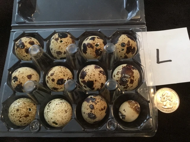 Lote de 12 huevos de codorniz codornix color natural real soplados un agujero artesanías de Pascua L