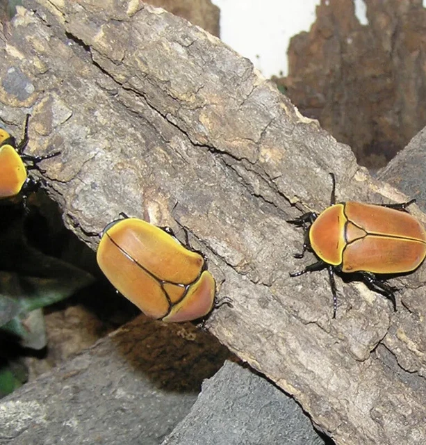 BIOTROPIC. BUGBASICS. ISOPOD springtail millipede woodlice snail beetle ...