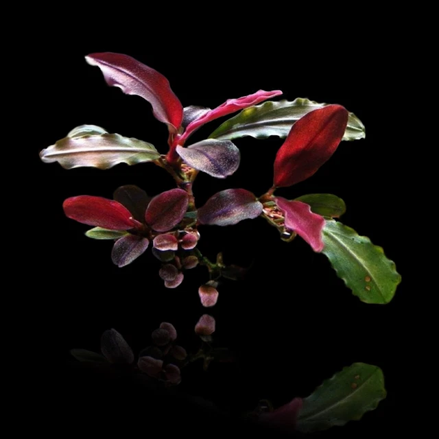 Buce Red Mini RARE Aquatic Plant BUY2GET1 FREE Bucephalandra Fish Tank Aquarium