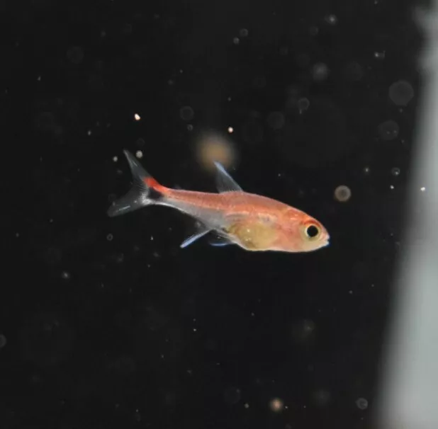 Live Ruby Tetras (Pack of 6 Freshwater Aquarium Nano Fish) *PLEASE READ DESCR*