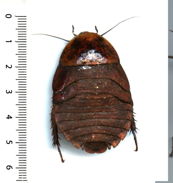 GIANT COCKROACH / giant cockroach - HYPORHICNODA REFLEXA - insect 1639H ...