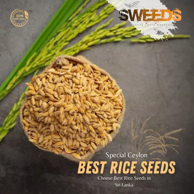 Rice Paddy Seeds | For Planting Ceylon Organic Natural Free Shipping 2024
