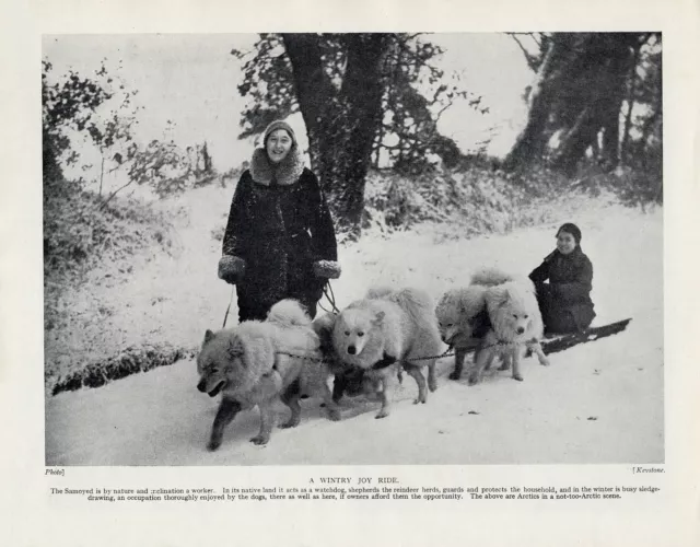 Samoyed Sled Team And Two Ladies In Snow Scene Old Original 1934 Dog Print