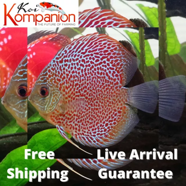 1/2/3X Leopard Snakeskin Discus Fish Aquarium Koi Kompanion Free 1 Day Shipping