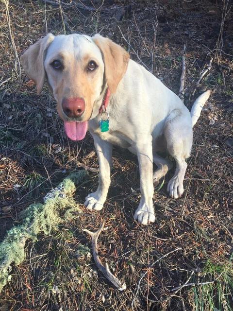 Colorado Rocky Mountain Elk Antler POWER DOG CHEW Free Shipping!!!!! Colorado Rocky Mountain Elk Antler POWER DOG CHEW Free Shipping!!!!!