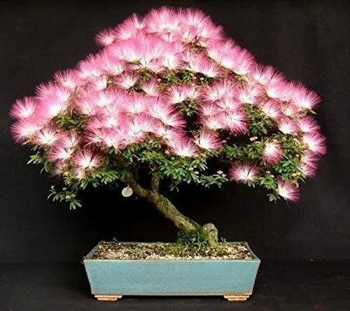 20 Albizia Julibrissin Mimosa Bonsai Tree Seeds for Planting Persian Pink Silk
