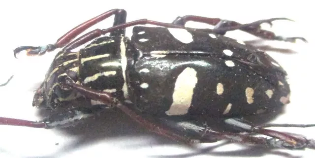 O014 MI : Cerambycidae: Agelasta (Metagelasta) albomaculata 21mm
