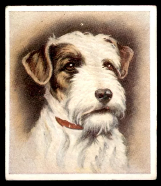 Godfrey Phillips “Our Dogs” 1939 - The Sealyham Terrier No. 5