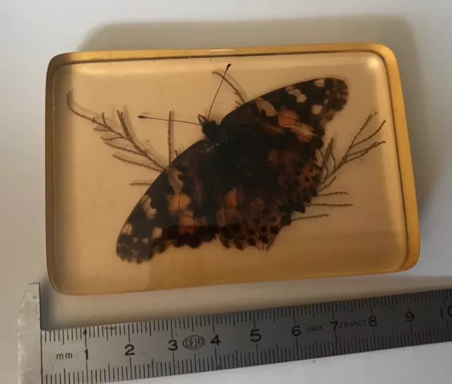 papillon ancien sous plexi collection entomologie science cabient de curiosité