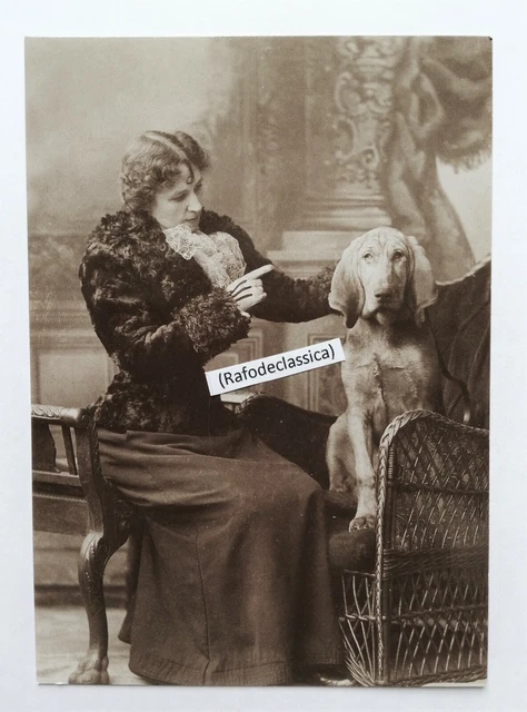 Victorian BLOODHOUND photograph c.1890 postcard facsimile print dog hound