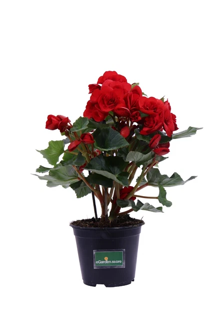 Mini Kokedama Stabilizzata Made In Italy – Sfera Di Muschio Naturale 10-15 Cm, Pianta Vera Senza Cura, Con Fogliame Stabilizzato (Stuartiana)