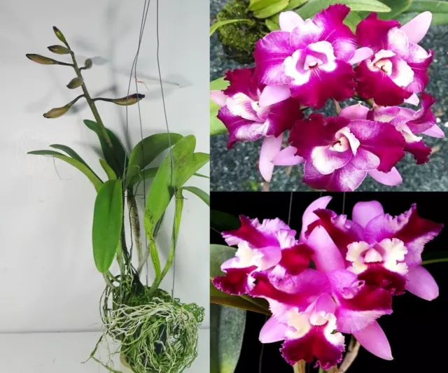 Cattleya Varut Palin x Mari's Song Flowering Size, Orchid Plant, Rare