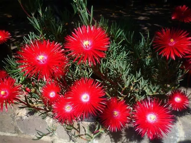 Pigface / Pig Face Red Flower x1 Unrooted Plant/ Stem Cutting - Free Postage