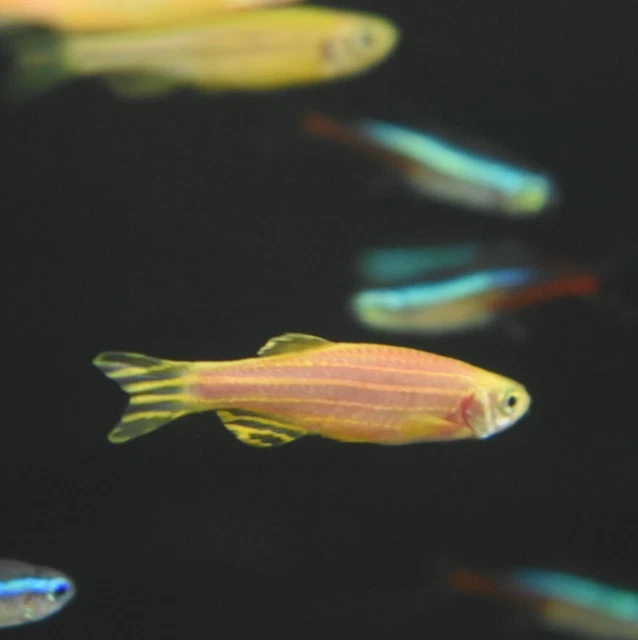 Live Assorted Rainbow Glow Danio (Pack of 6 Aquarium Fish) *PLS READ DESCR* 3