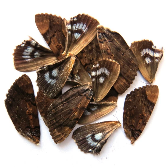 GIFT 20 pcs REAL BUTTERFLY wing material  DIY artwork jewelry  #52