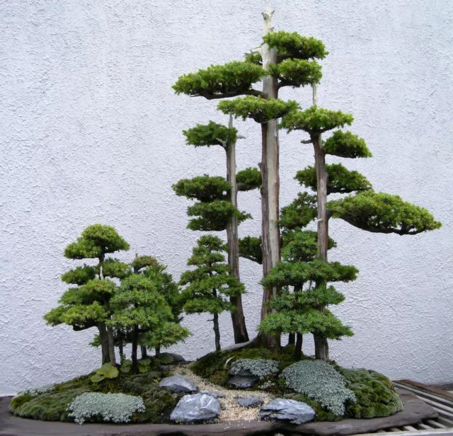 SAMEN Pflanzen BONSAI WACHOLDER selten immergrün winterhart Natur Garten Baum