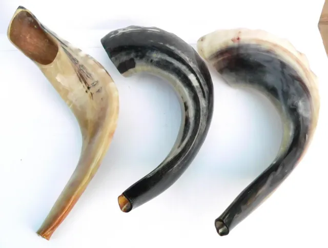 ISRAEL Kosher RAM SHOFARS Small & Large, XL Blow Horn Hebrew Chofar Trumpet Zion 3