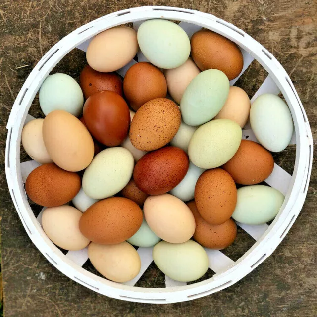12 Chicken Eggs for Eating-  Easter Egger, Ameraucana, Welsummer Blue, Brown...