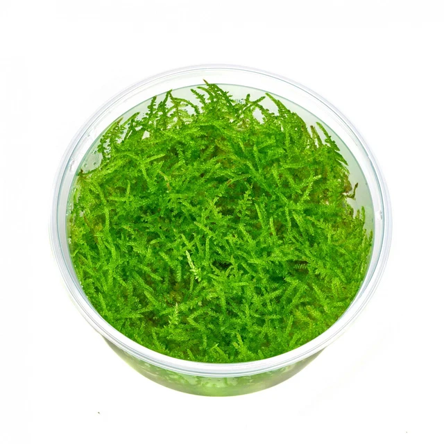 Vesicularia montagnei  "Mini" | Christmas Moos "Mini" - in vitro XL 8,5cm