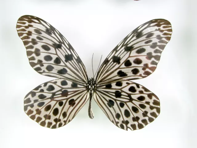 3 real beautiful and huge butterflies in the XXl showcase - single piece - 29 4