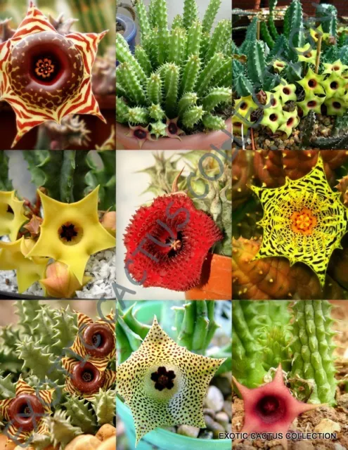 HUERNIA MIX,  variety stapelia exotic succulent rare cactus plant seed -5 SEEDS