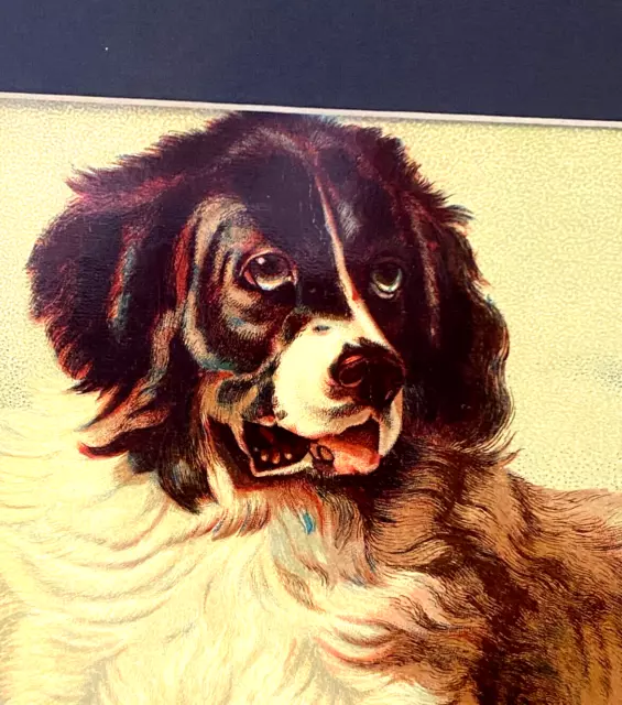 Vintage Image of Dog - Newfoundland - Matted
