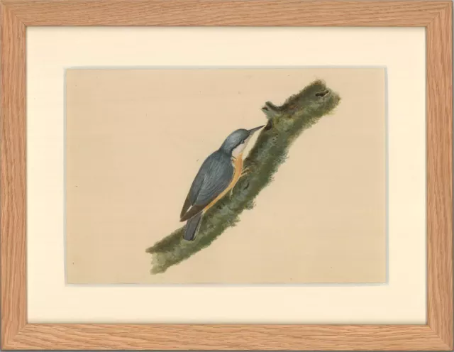 19th Century Watercolour - Nuthatch