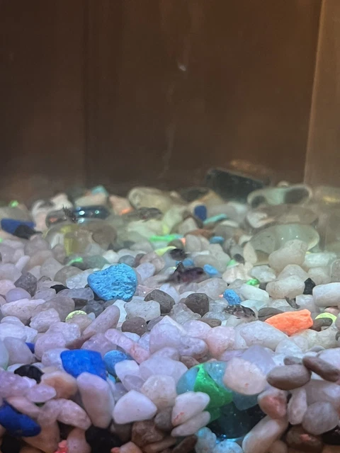 Baby Cichlid live fish For Sale 4