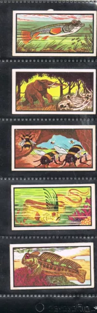Barratts Walt Disneys True Life Cards, 5/35 V.g.