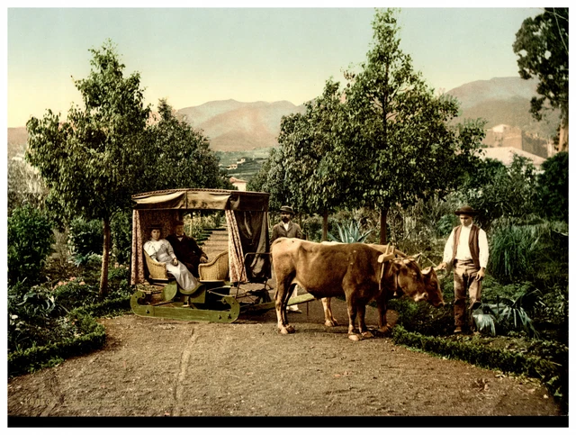 Photochromie Vintage De Madère – Ribeira Santa Luzia, Funchal (1897, Tirage Original 17x23 Cm)