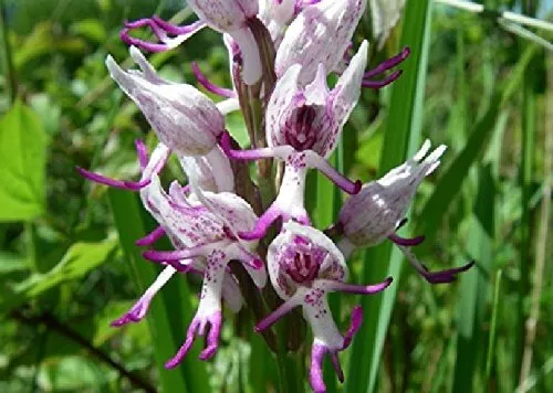 25x Affen Orchidee Knabenkraut Albino Zimmerpflanzen Samen A35