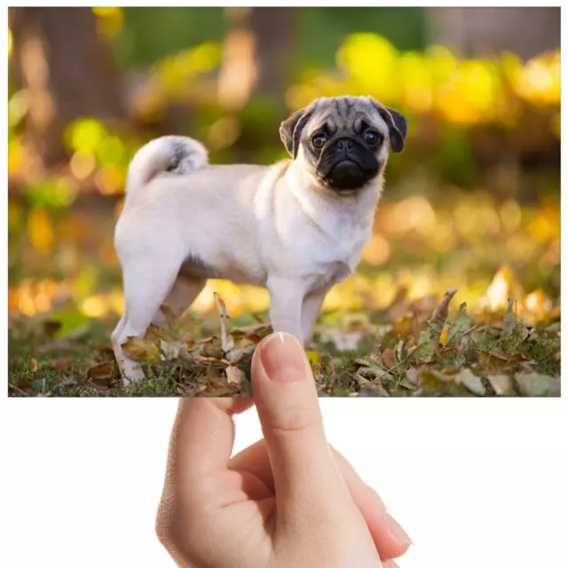 Pug Dog Puppy Pet Fall Autumn Small Photograph 6"x4" Art Print Photo Gift #16818