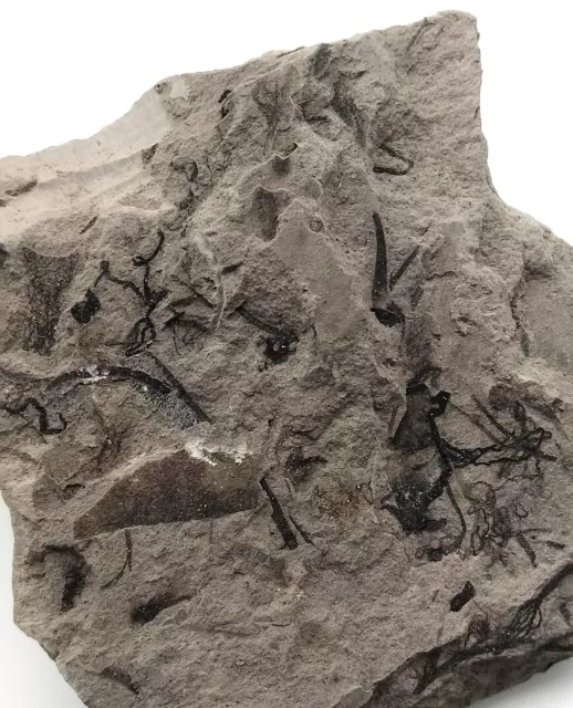 Ediacara Biota fossil unknown creature,teaching. No.a01