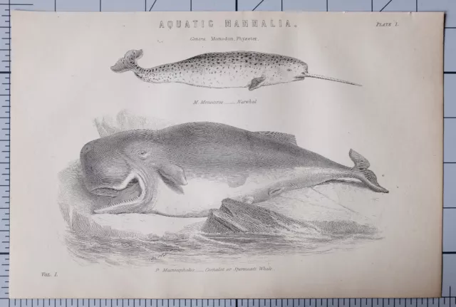 1868 Imprimé Aquatique Mammalia Narwhal Cachalot Sperme Baleine