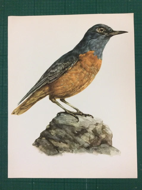 Vintage Book Plate Print The Rock Thrush