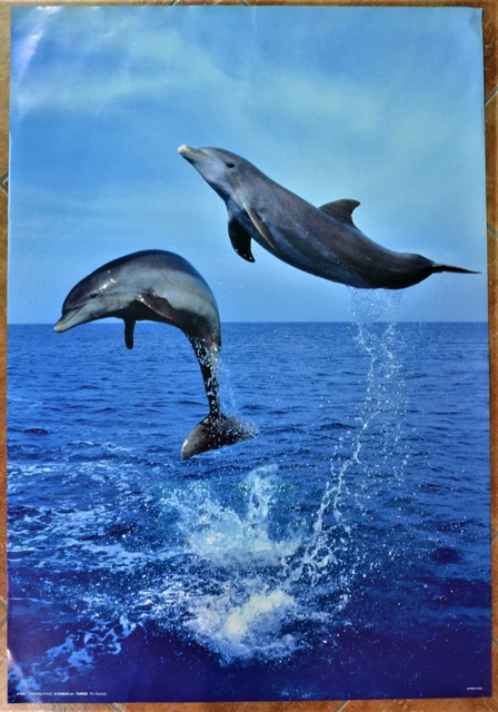 Poster Manifesto Delfini Anni 90 100X70