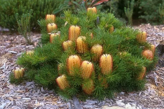 Birthday Candles Seeds Banksia Spinulosa Compact Flowering Native Shrub Hardy