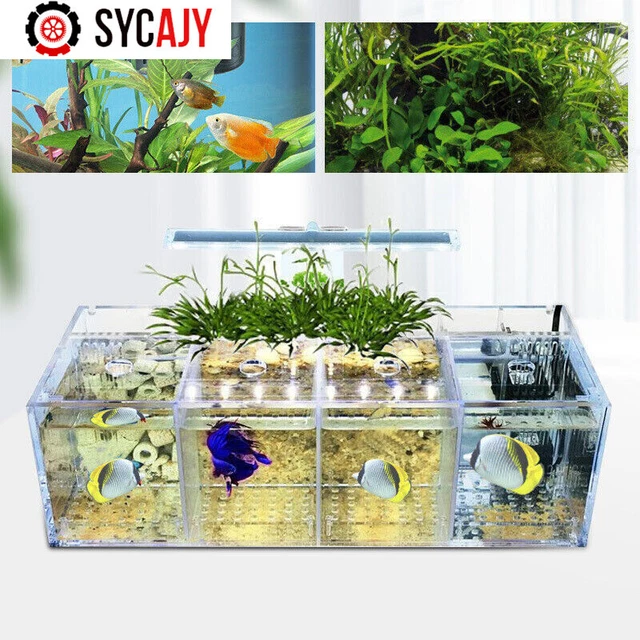 LED Light Aquarium Acrylic 4 Grids Betta Fish Tank Isolation Box with Pump US