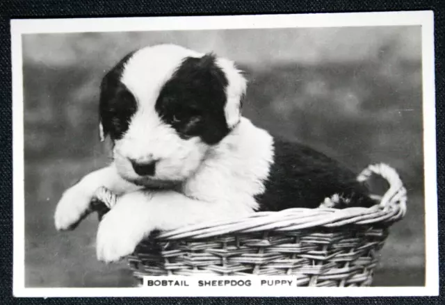 OLD ENGLISH SHEEPDOG aka BOBTAIL  Puppy  Vintage 1939 Photo Card  CD16M